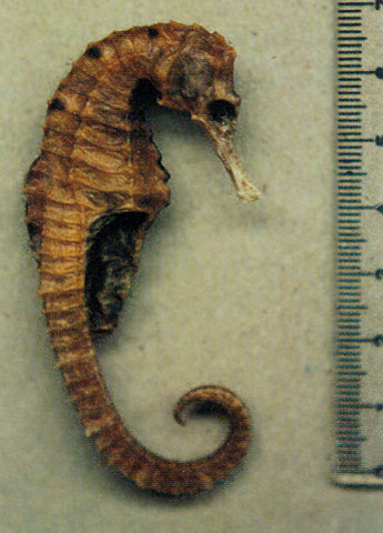 Hippocampus trimaculatus