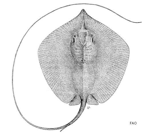 Pateobatis uarnacoides
