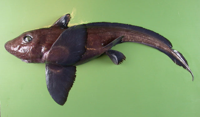 Hydrolagus affinis
