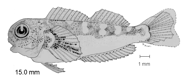 Hypsoblennius brevipinnis