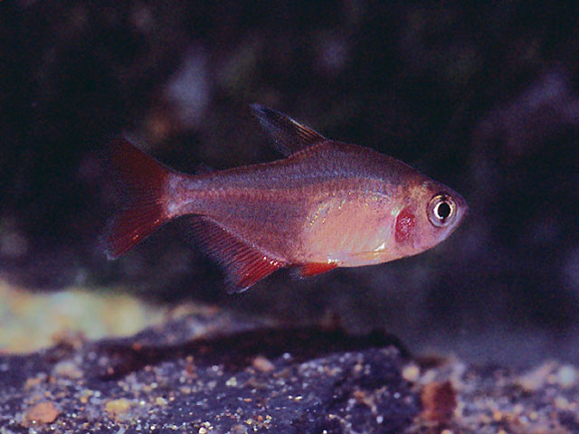 Hyphessobrycon micropterus
