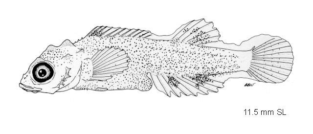Hypsagonus quadricornis