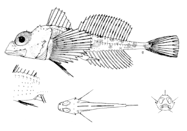 Icelus bicornis