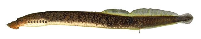 Ichthyomyzon greeleyi
