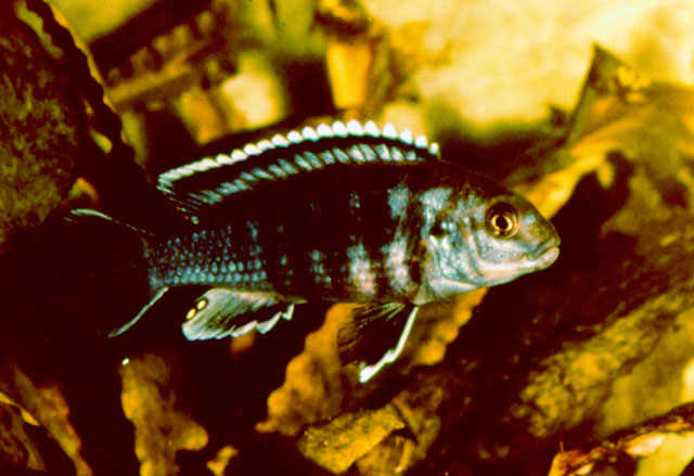 Labidochromis freibergi