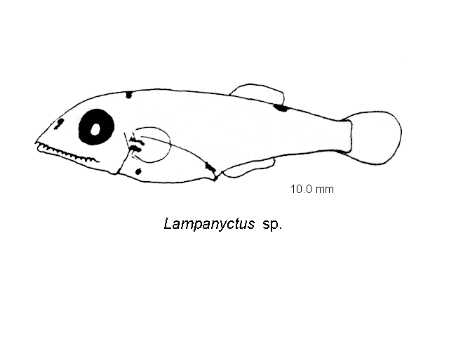 Lampanyctus niger