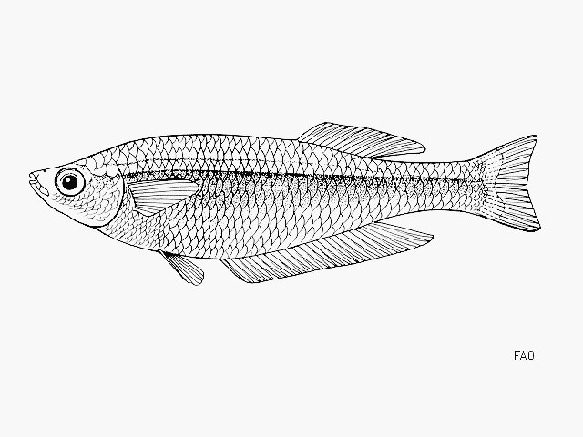 Lamprichthys tanganicanus