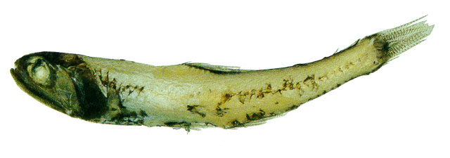 Lampanyctus vadulus