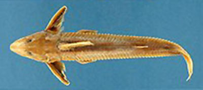 Leptodoras acipenserinus