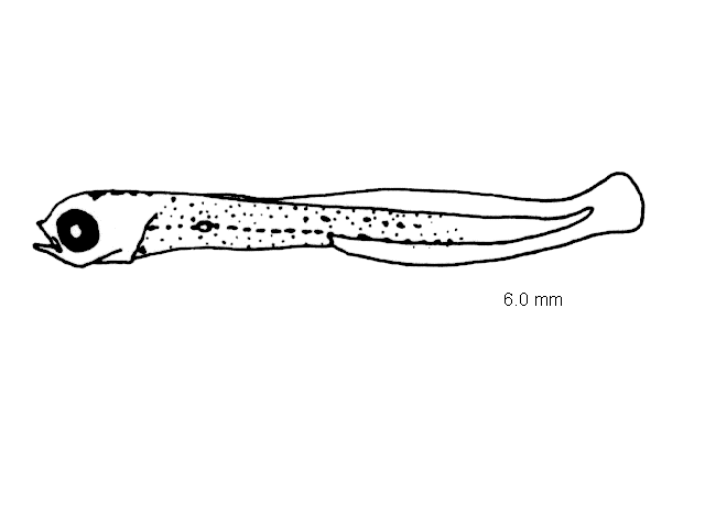 Lepadogaster candolii