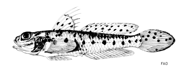 Lesueurigobius friesii