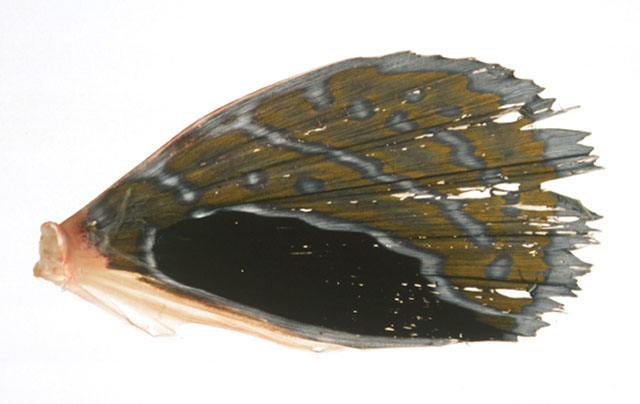 Lepidotrigla japonica