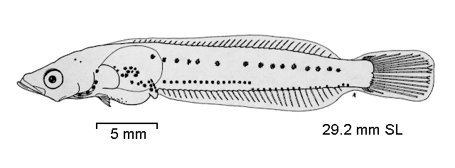 Nototheniops nudifrons