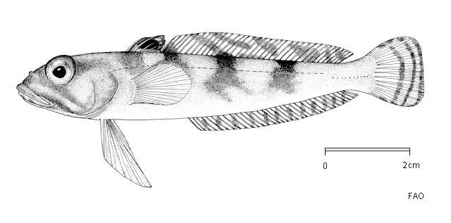 Nototheniops nudifrons