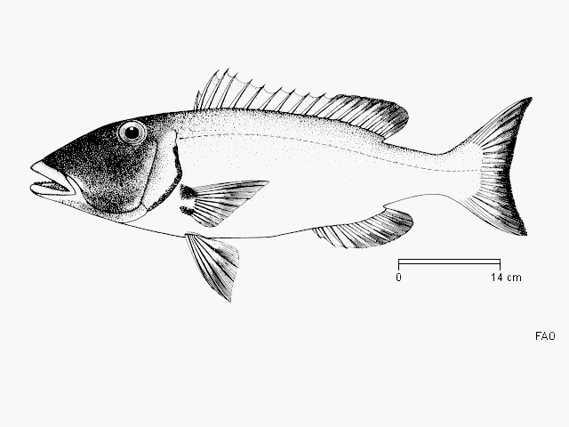 Lethrinus xanthochilus