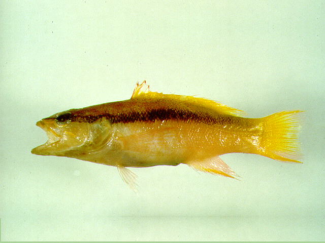 Liopropoma latifasciatum
