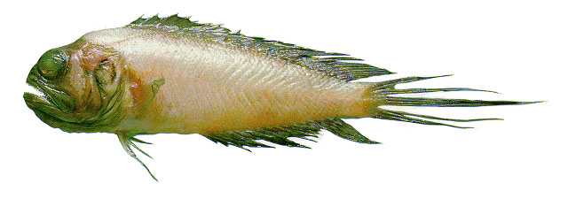 Lonchopisthus higmani
