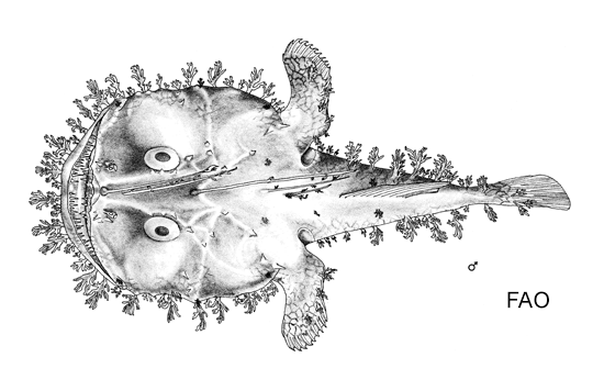 Lophiodes reticulatus