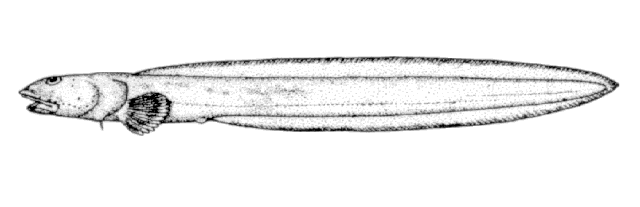 Lycenchelys crotalinus