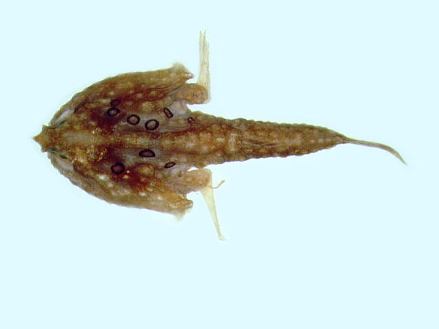 Malthopsis annulifera