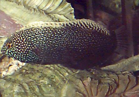 Macropharyngodon negrosensis
