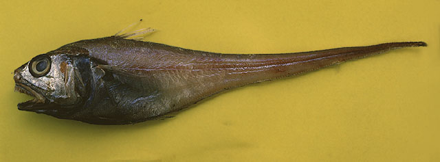 Malacocephalus occidentalis