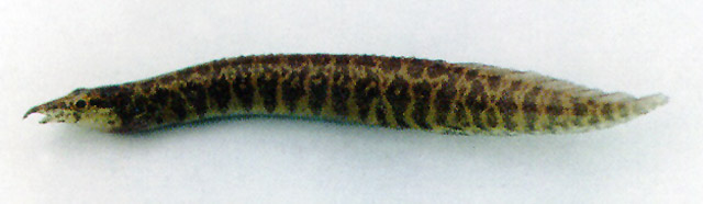 Macrognathus taeniagaster