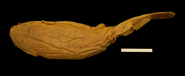 Malapterurus tanganyikaensis