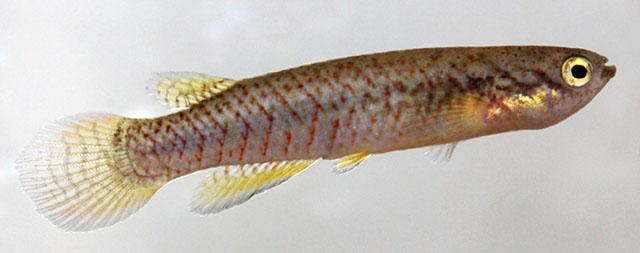 Melanorivulus amambaiensis