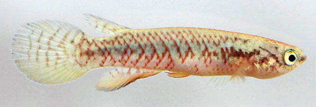 Melanorivulus amambaiensis