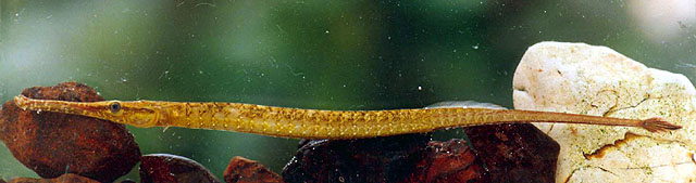 Microphis brachyurus