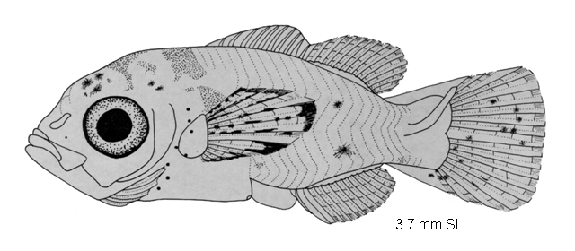 Microspathodon chrysurus