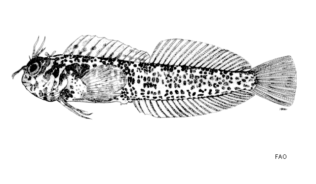 Mimoblennius cirrosus