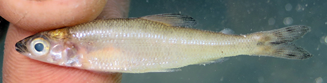 Microstomatichthyoborus katangae