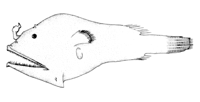 Microlophichthys microlophus