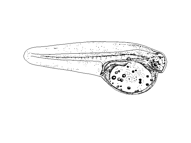 Microchirus variegatus