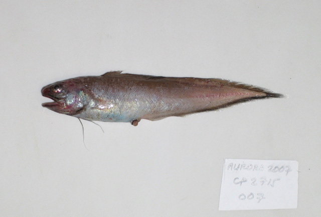 Monomitopus pallidus