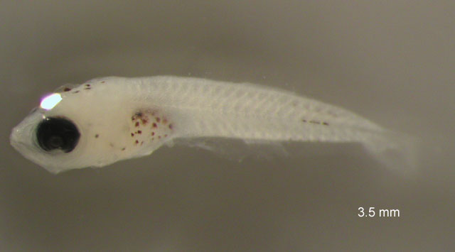 Mulloidichthys flavolineatus