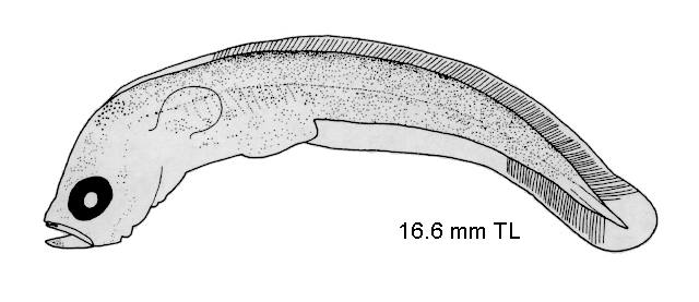 Muraenolepis microps