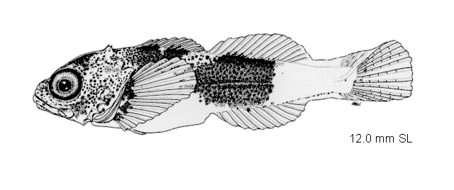 Myoxocephalus polyacanthocephalus