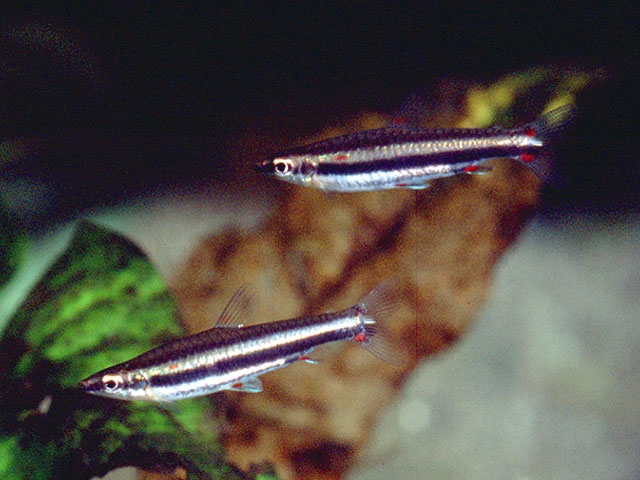 Nannostomus trifasciatus