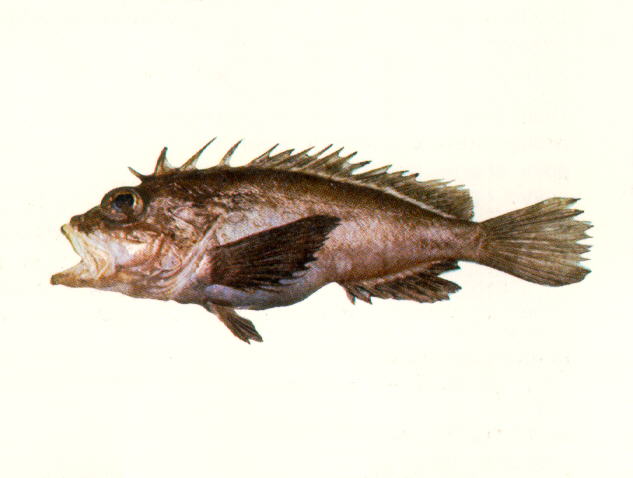 Neocentropogon aeglefinus