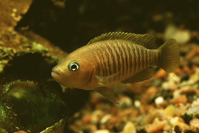 Neolamprologus multifasciatus