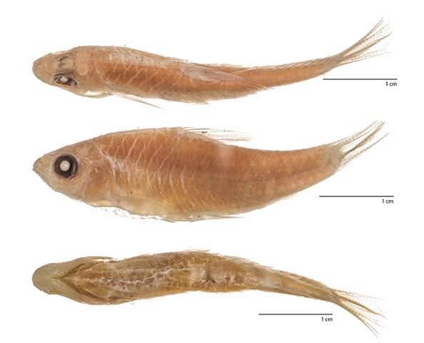 Neolissochilus paucisquamatus