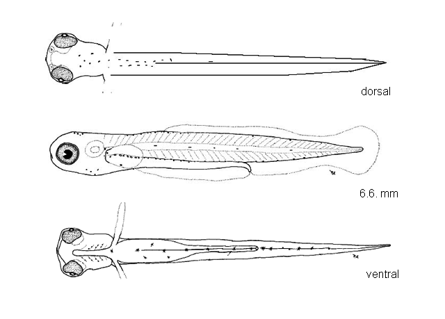 Notropis rubellus