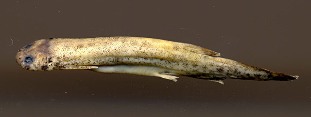 Ochmacanthus alternus