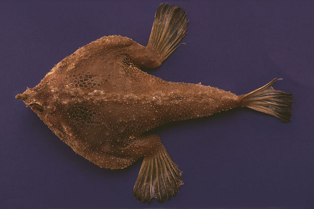 Ogcocephalus nasutus
