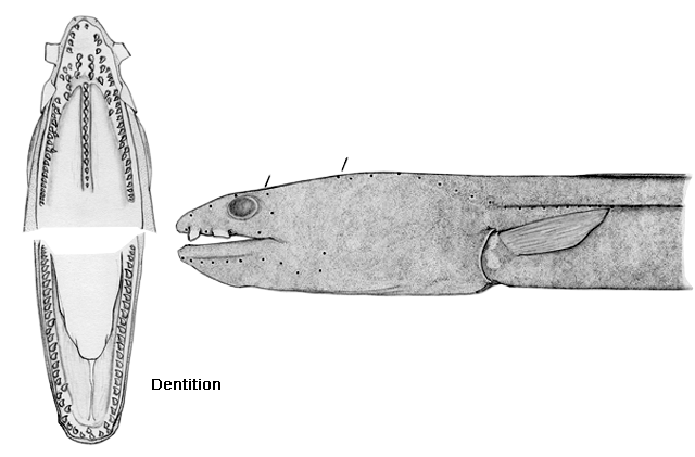 Ophichthus ishiyamorum