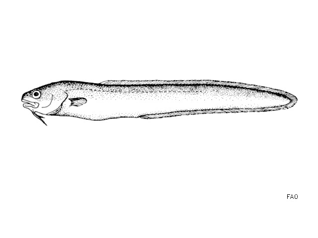 Ophidion rochei