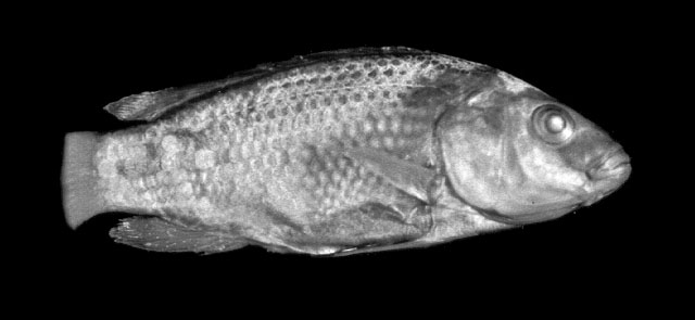 Oreochromis alcalicus
